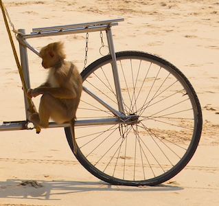 The Man and His Monkey thumbnail thumbnail